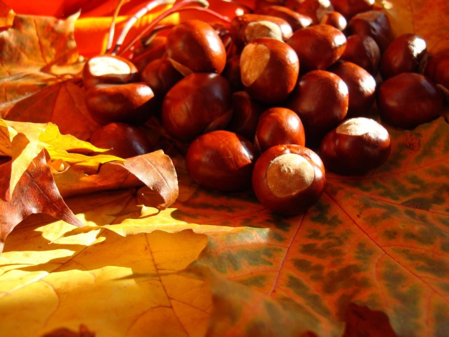 Лист каштана