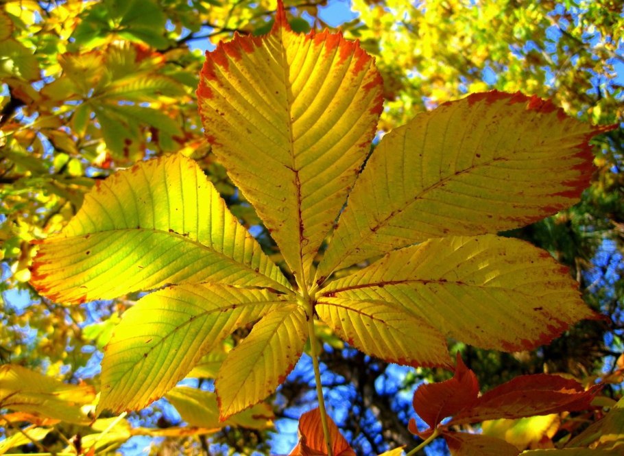 Осень каштаны