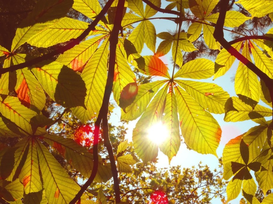 Каштан конский осень