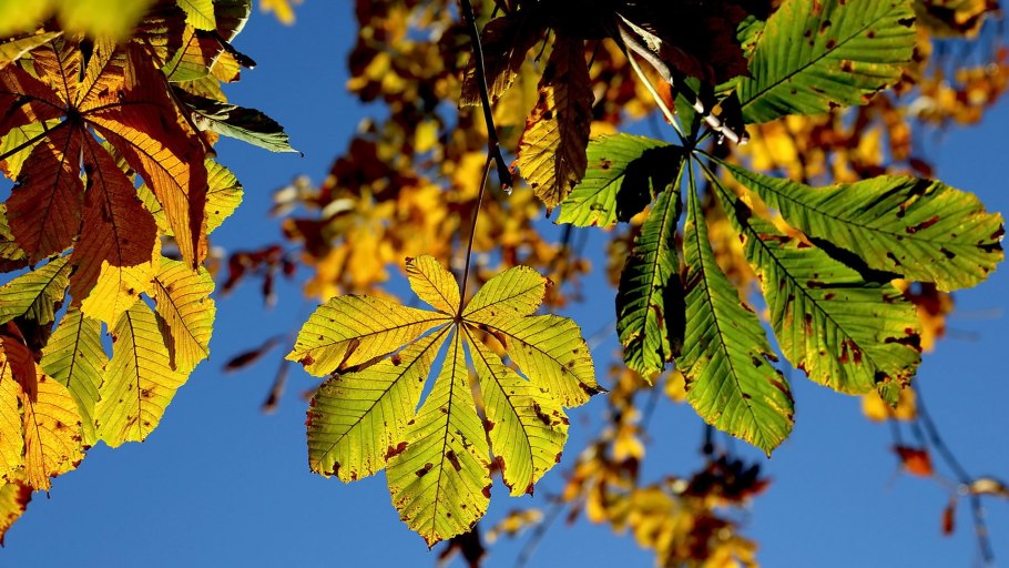 Конский каштан листья