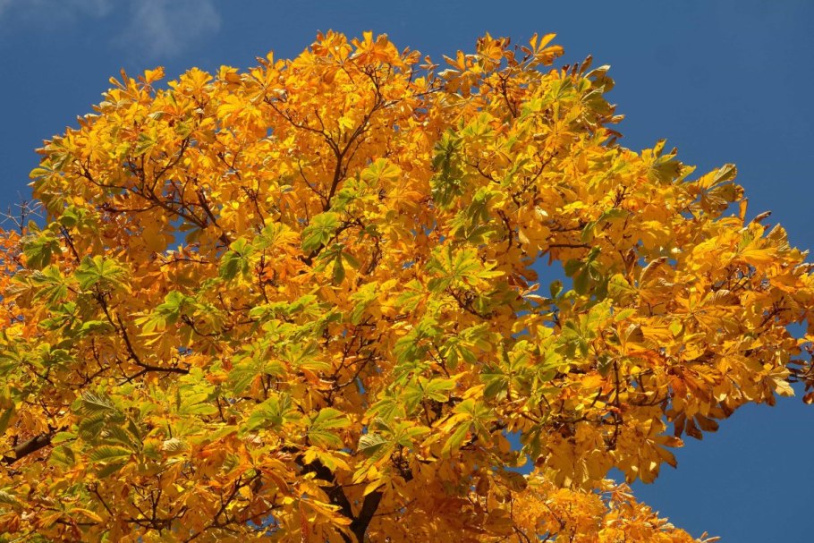 Клен мелколистный осенью