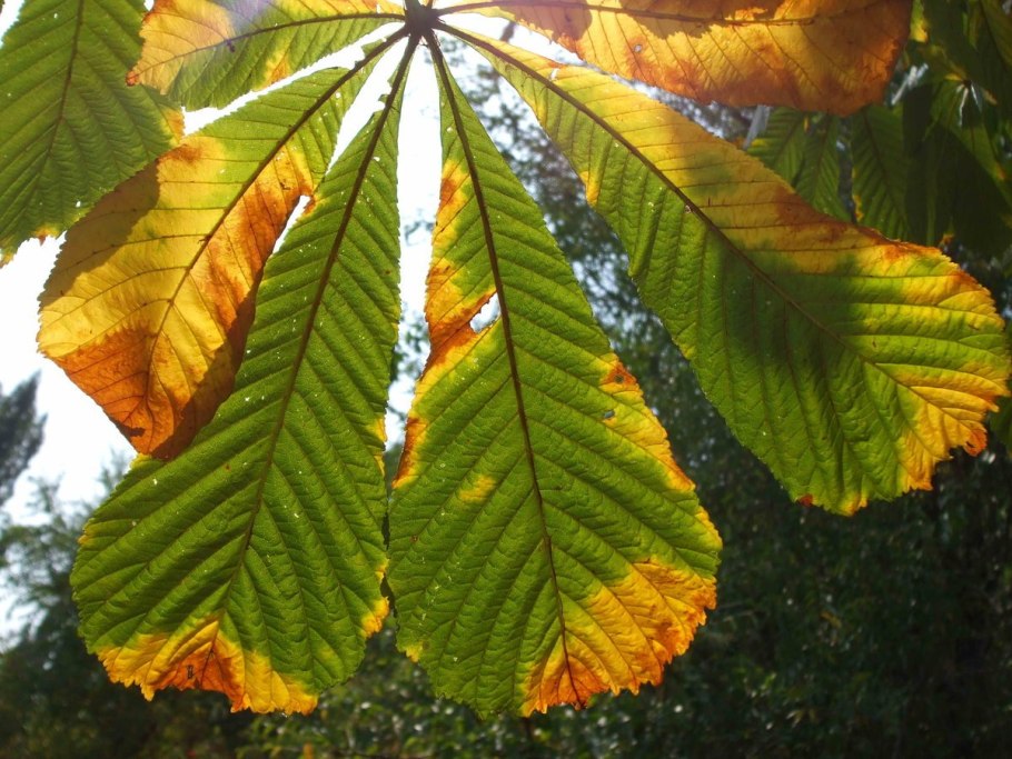 Каштан конский осень