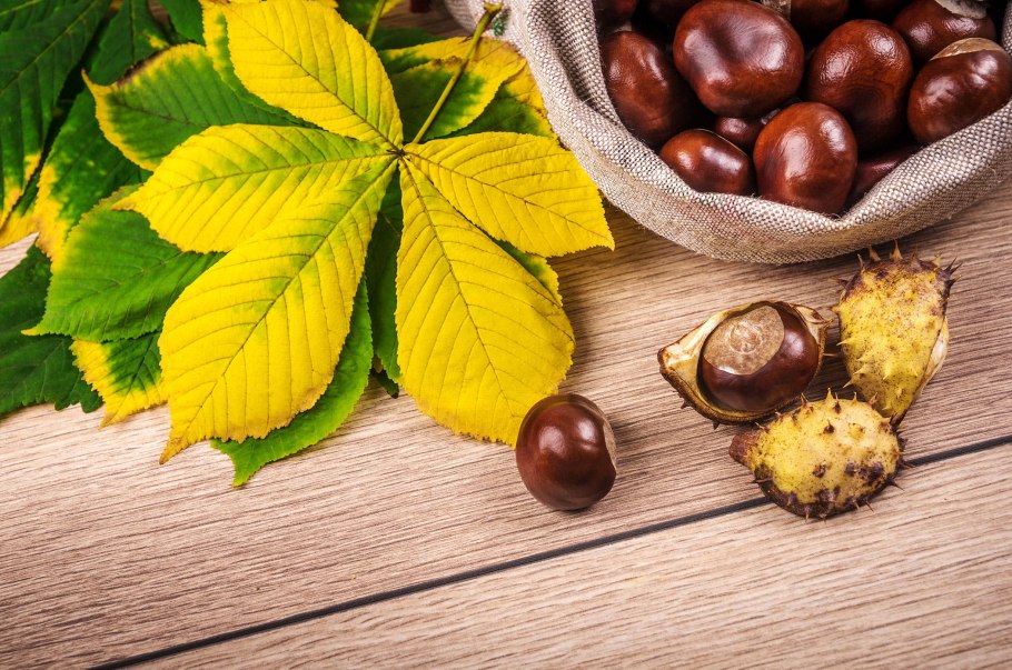 Конский каштан листья