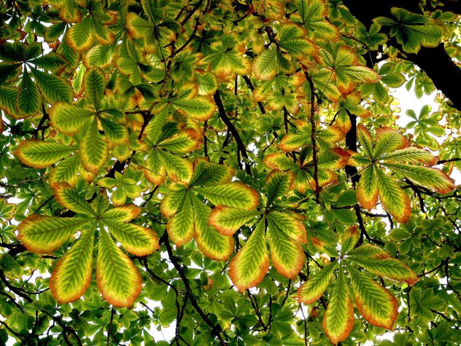 Осень желуди каштаны