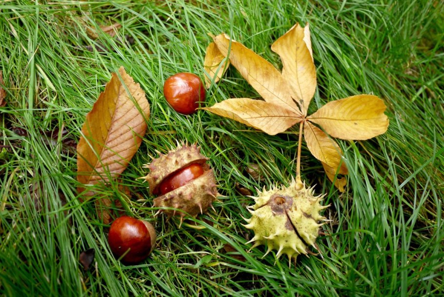 Осенний каштан