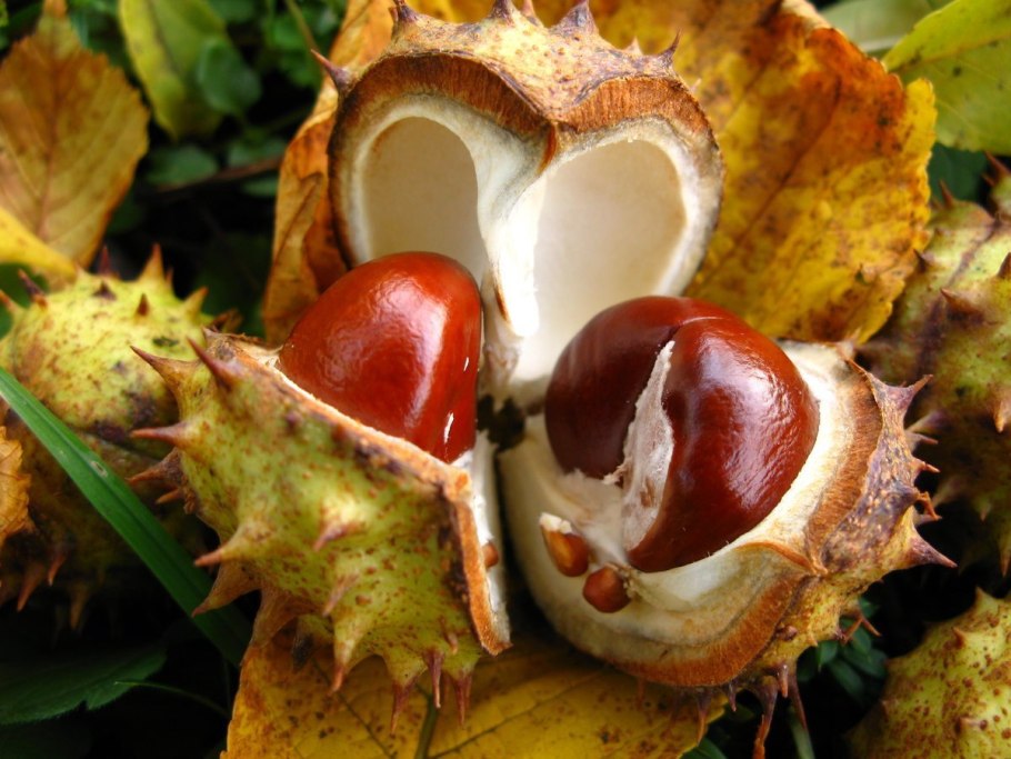 Конский каштан СМА