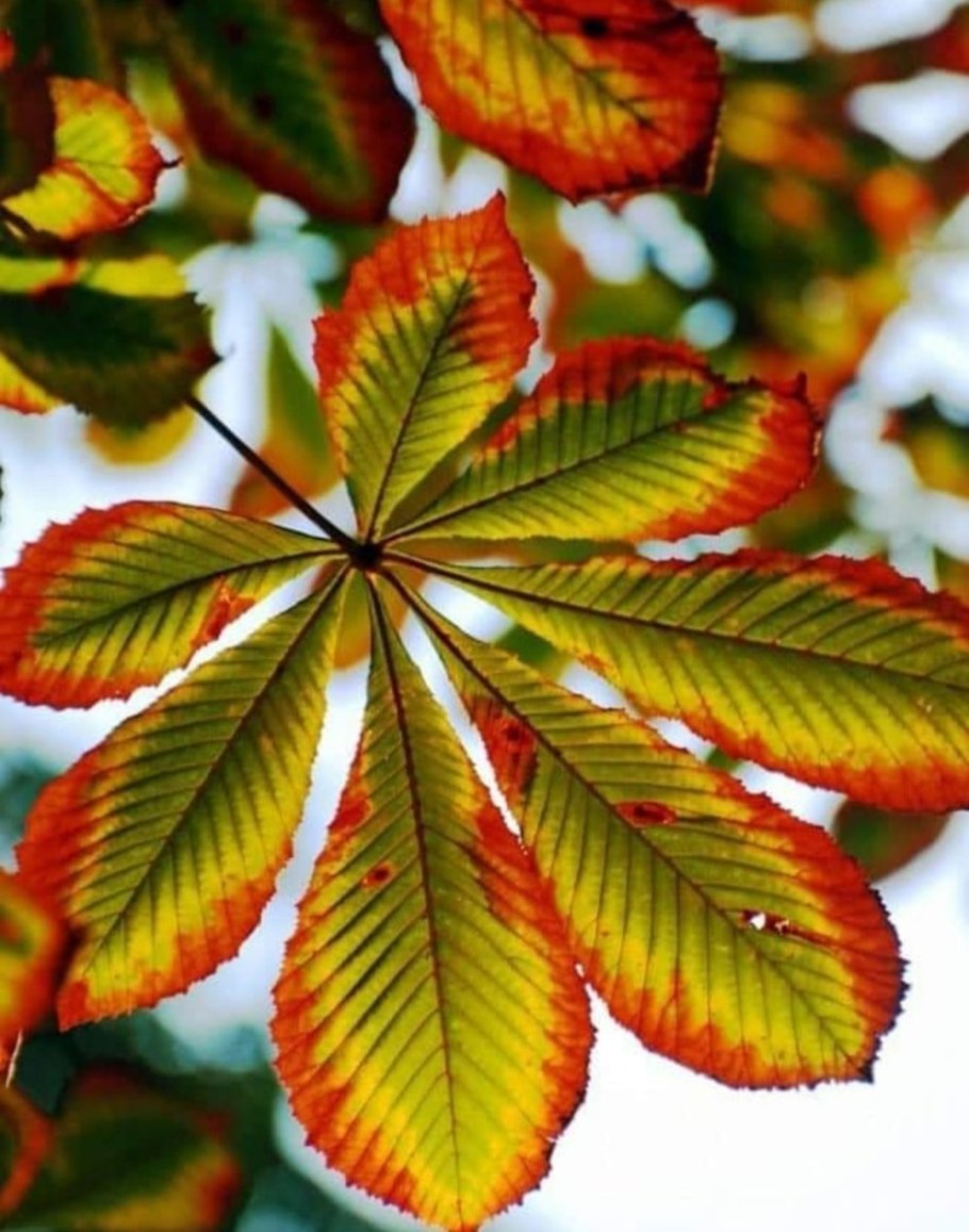 Каштан конский осень