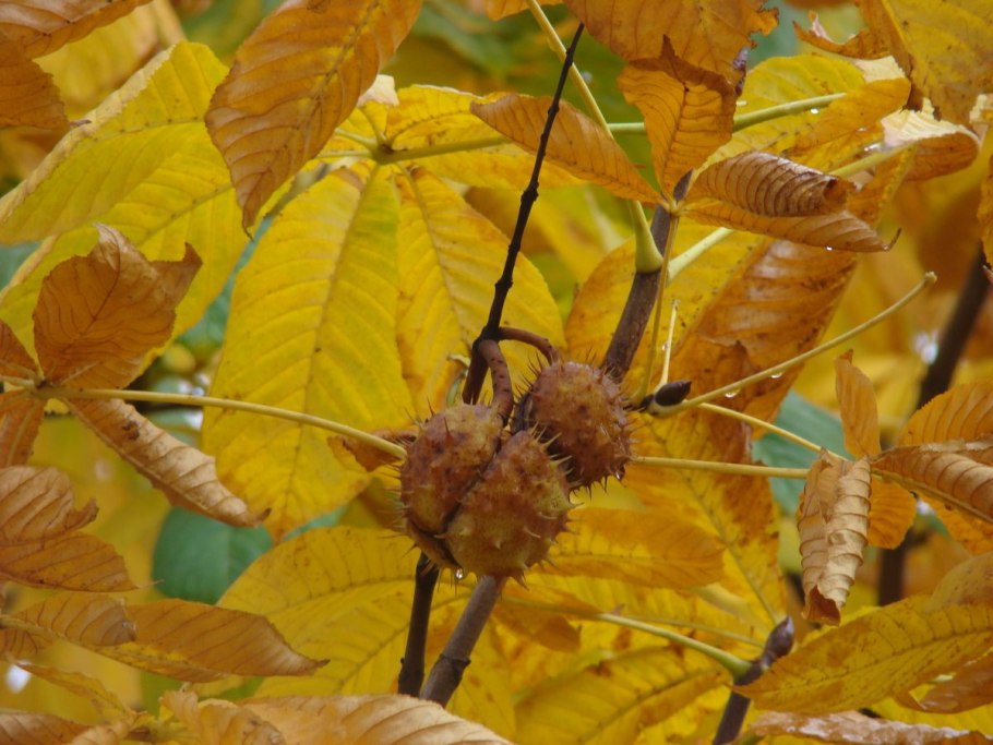 Осенний каштан дерево