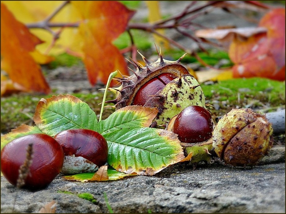 Осенний каштан