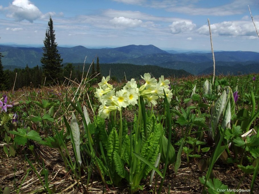 Алтайский биосферный заповедник растения