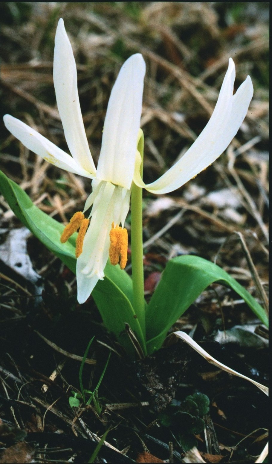 Красная книга Республики Алтай