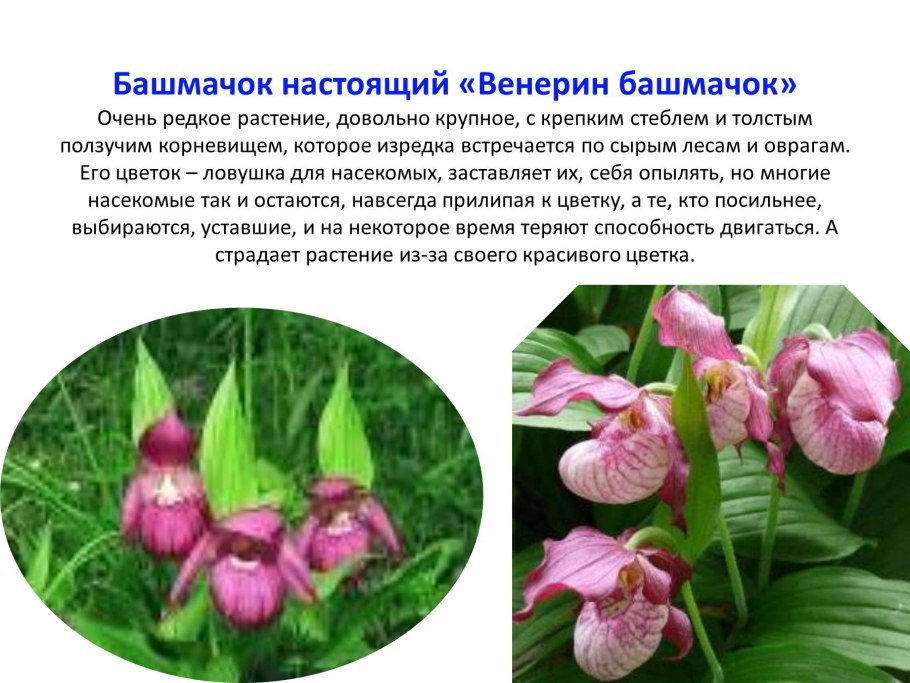 Венерин башмачок класс растения