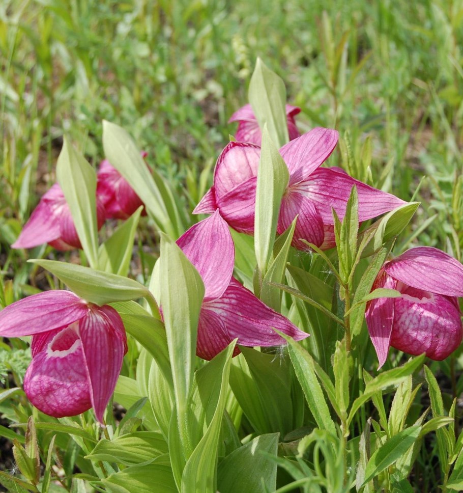 Эндемики Карадагского заповедника