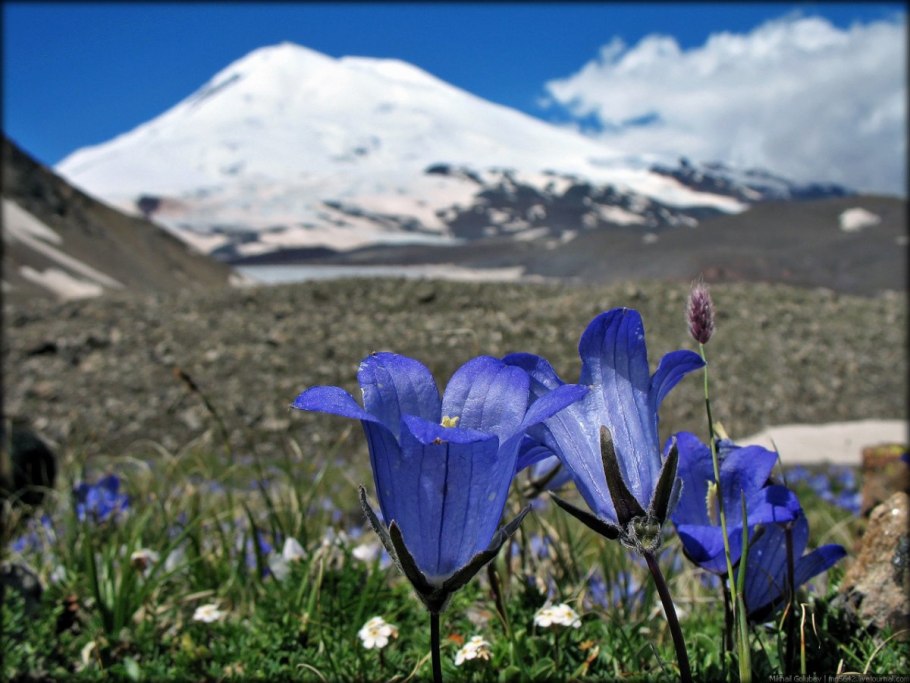 Горный Алтай подснежники