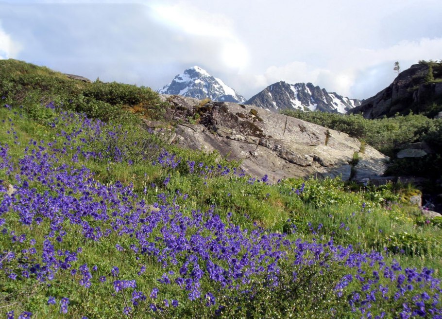 Растения НСО занесенные в красную