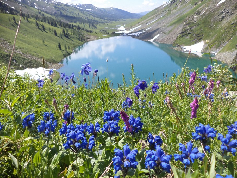 Первоцветы Крыма