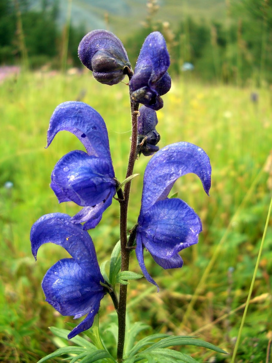 Катунский биосферный заповедник растения