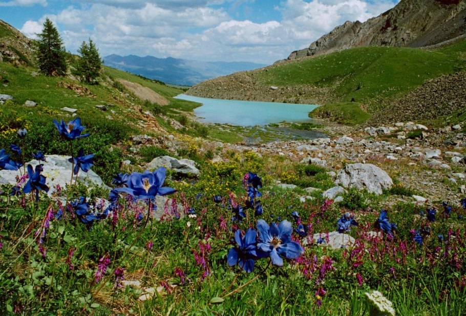 Прострел Луговой Pulsatilla pratensis