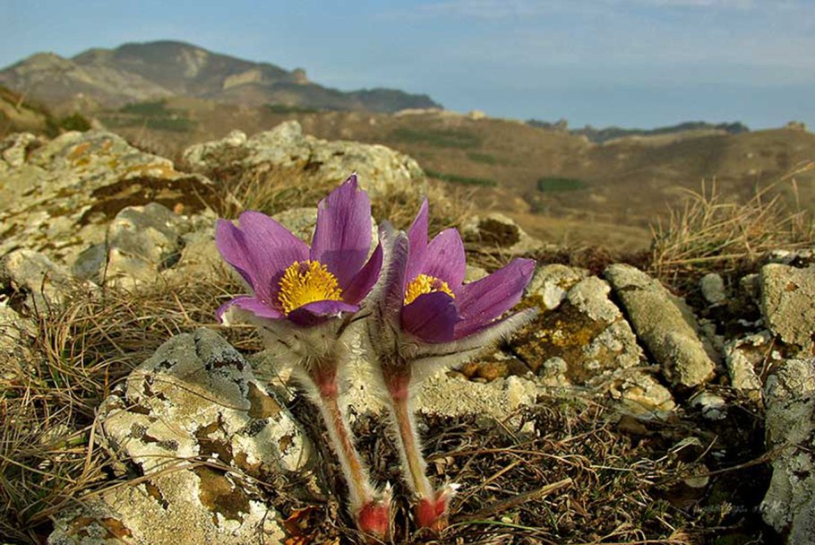 Лютик прострел Сибирский