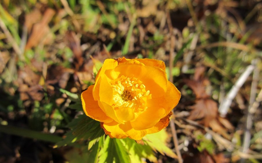 Алтайский биосферный заповедник растения