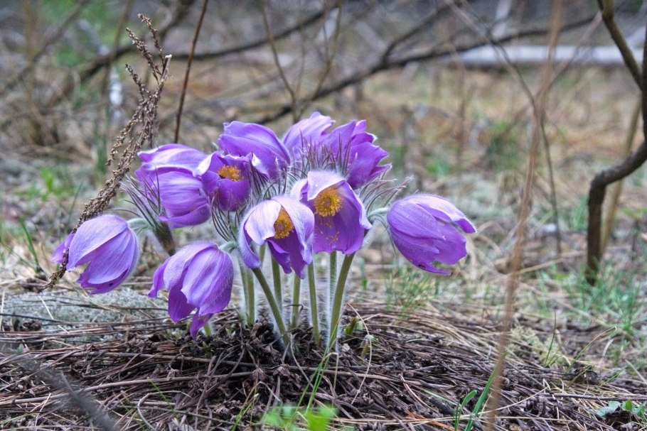 Дикий водосбор Алтая