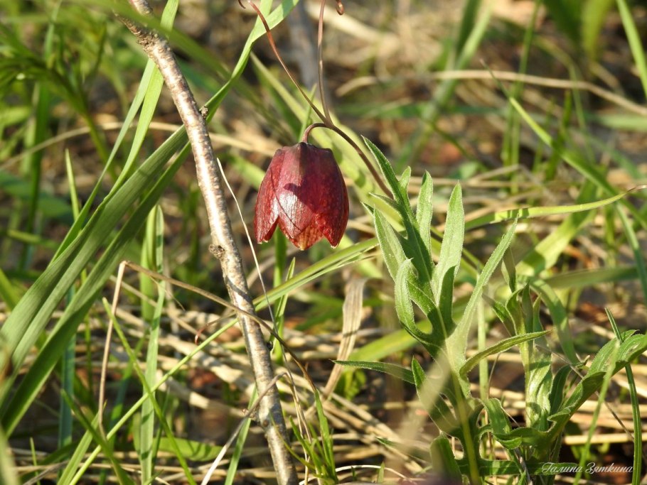 Купальница Алтайская