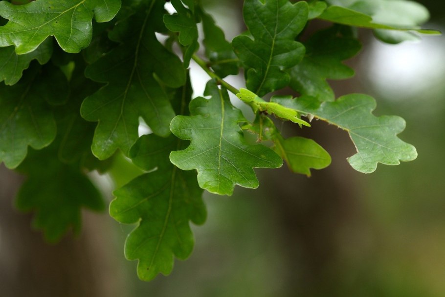 Дуб черешчатый (Quercus Robur)