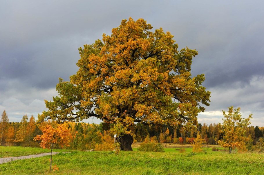 Дуб черешчатый (Quercus Robur)