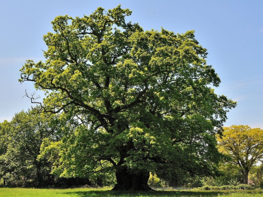 Дуб монгольский (Quercus mongolica)