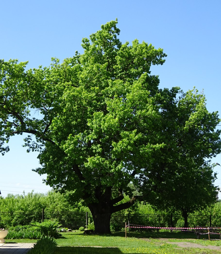 Дуб скальный (Quercus petraea)