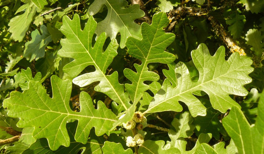 Дуб черешчатый (Quercus Robur)