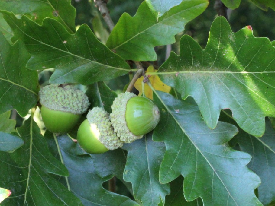 Дуб обыкновенный (Quercus Robur)
