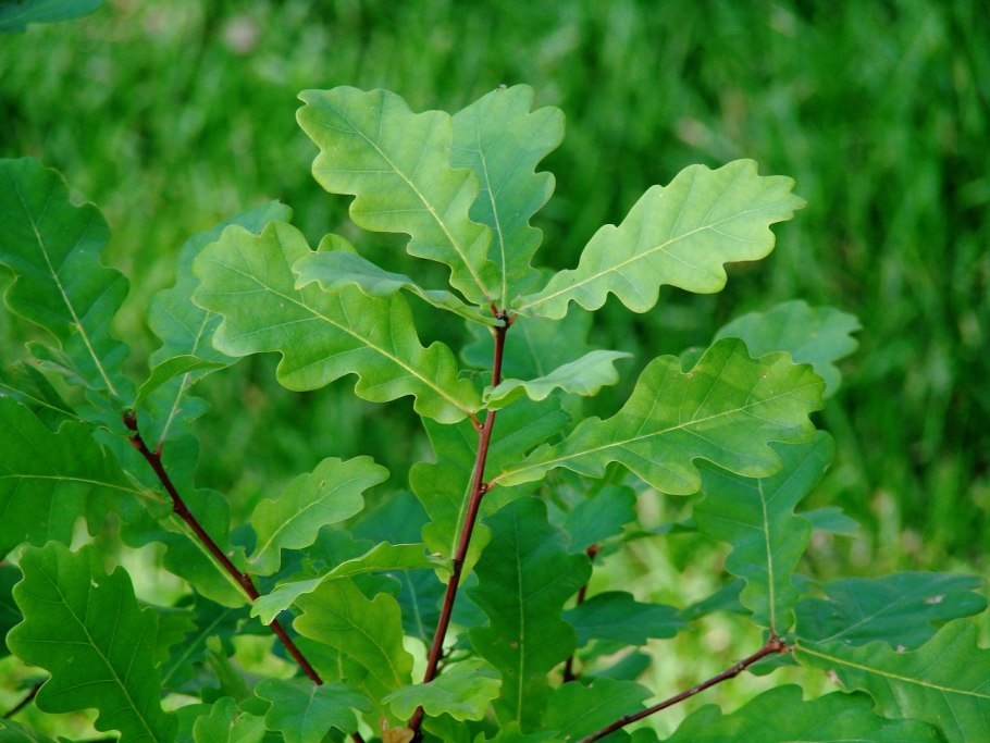 Дуб черешчатый (Quercus Robur)
