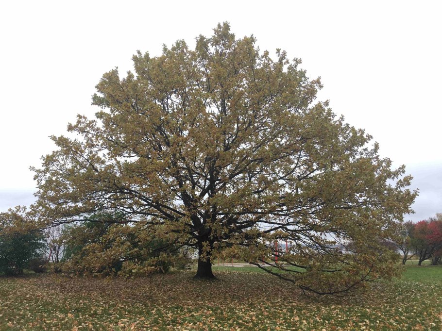 Дуб черешчатый(Quercus Robur) ареал