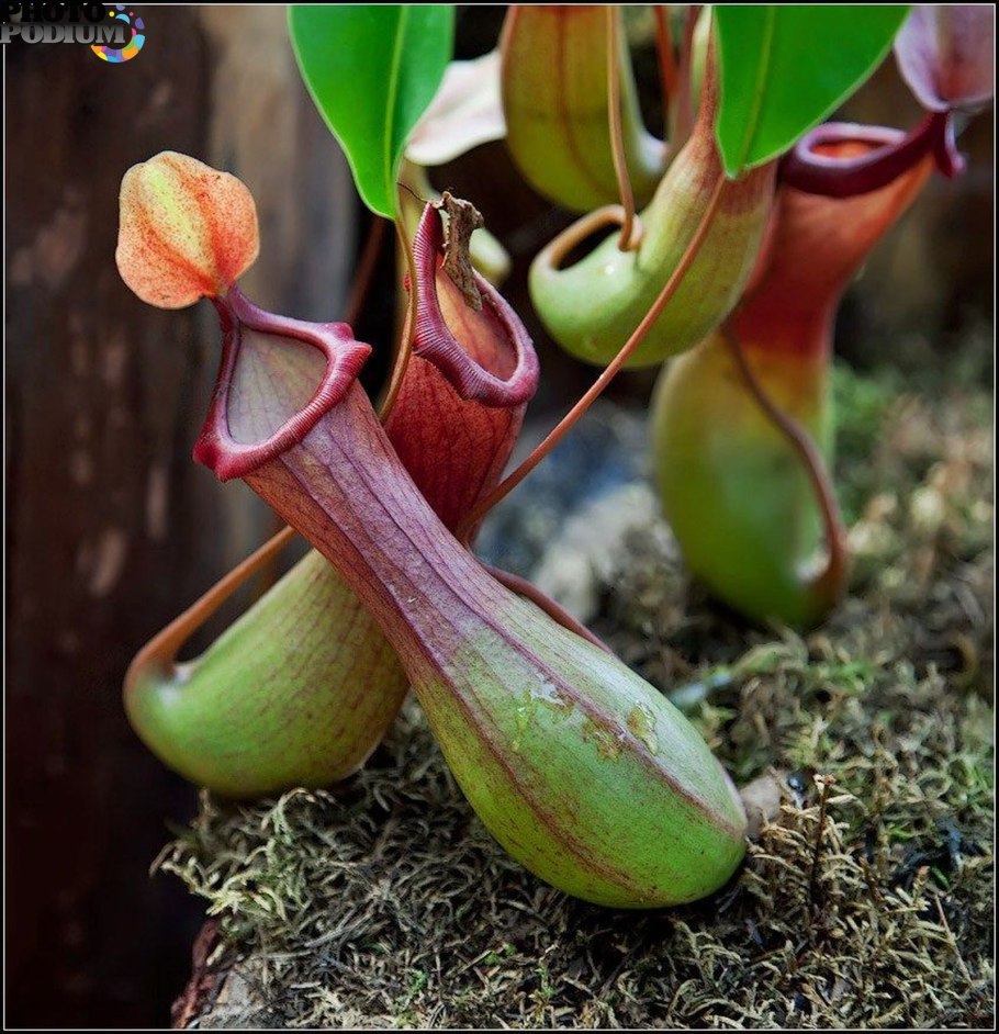 Непентес (Nepenthes)