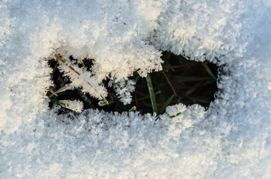 Растения под снегом