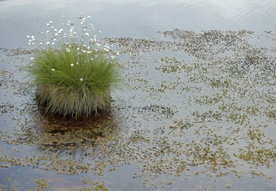 Болотные Кочки