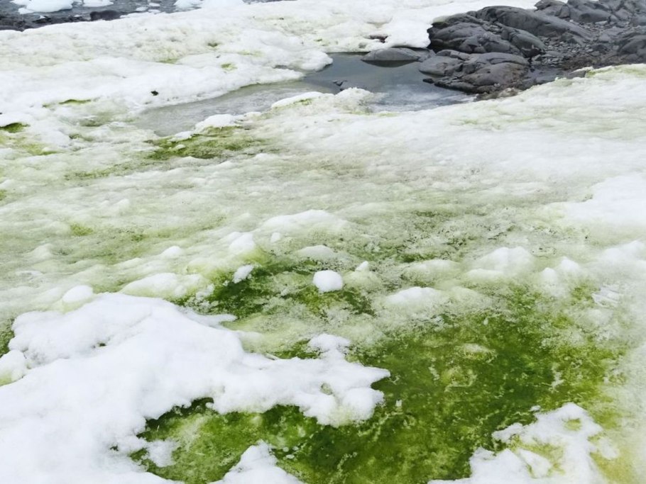 Хламидомонада антарктическая