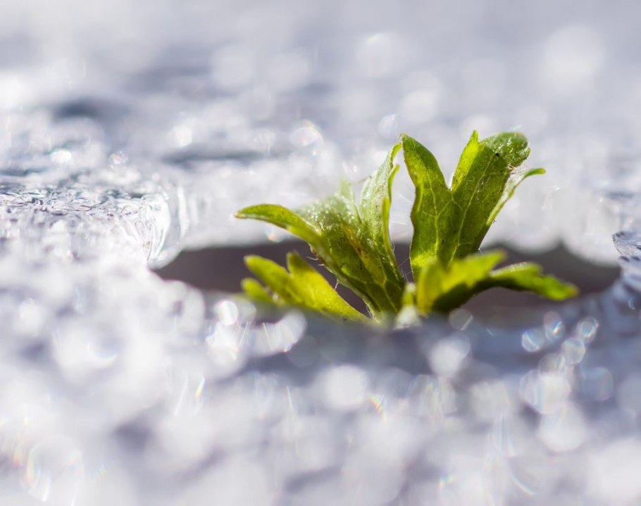 Кувшинка снежно белая на Дону