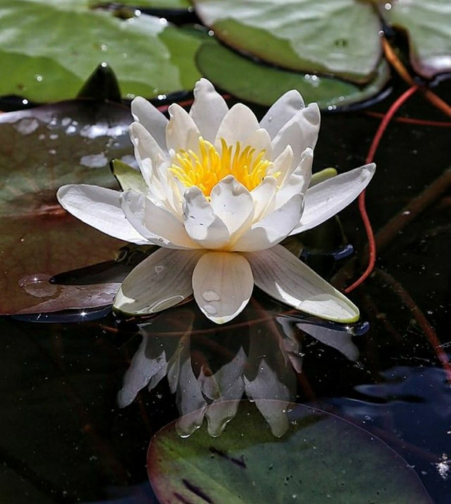 Кувшинка чисто-белая Nymphaea Candida j. Presl