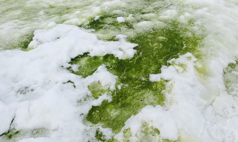 Кувшинка оплодотворение