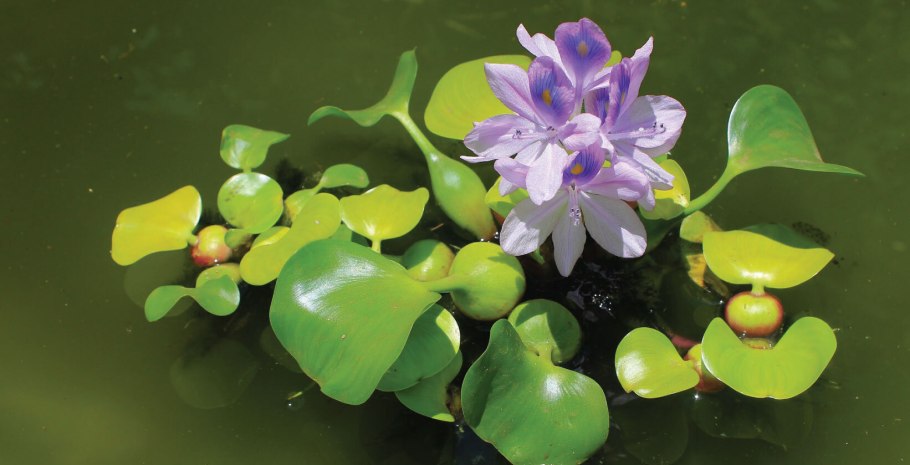 Кувшинка белая цветение