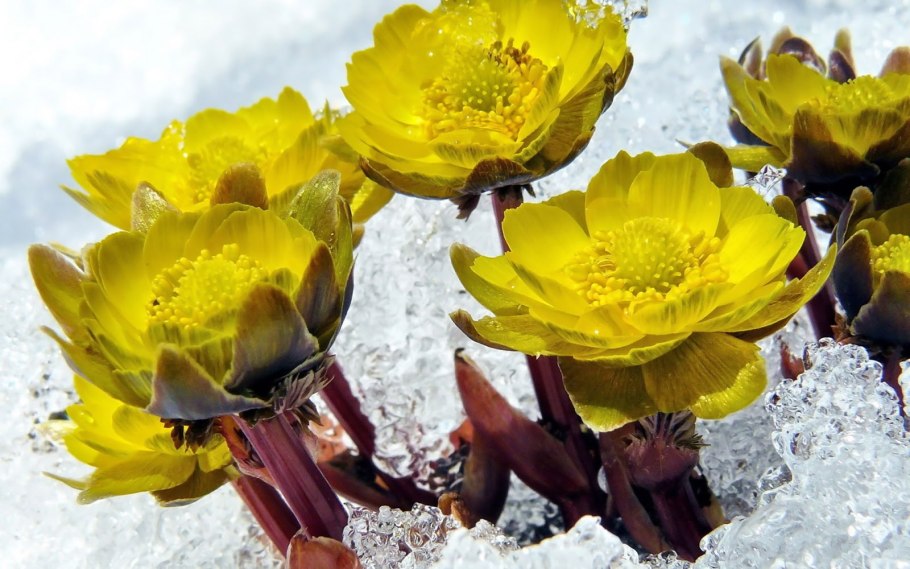 Частичка весны