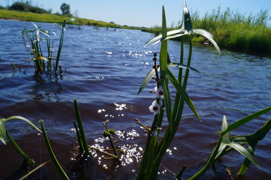 Стрелолист – Sagittaria