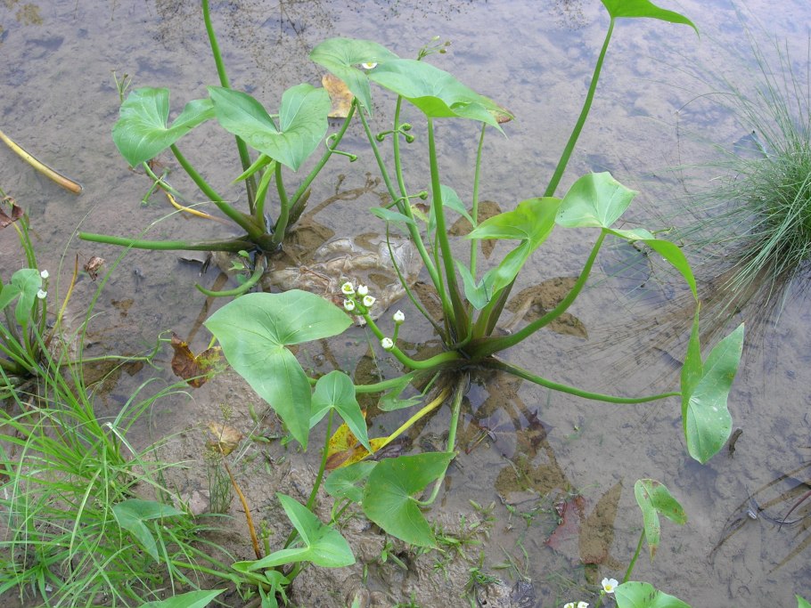Стрелолист обыкновенный