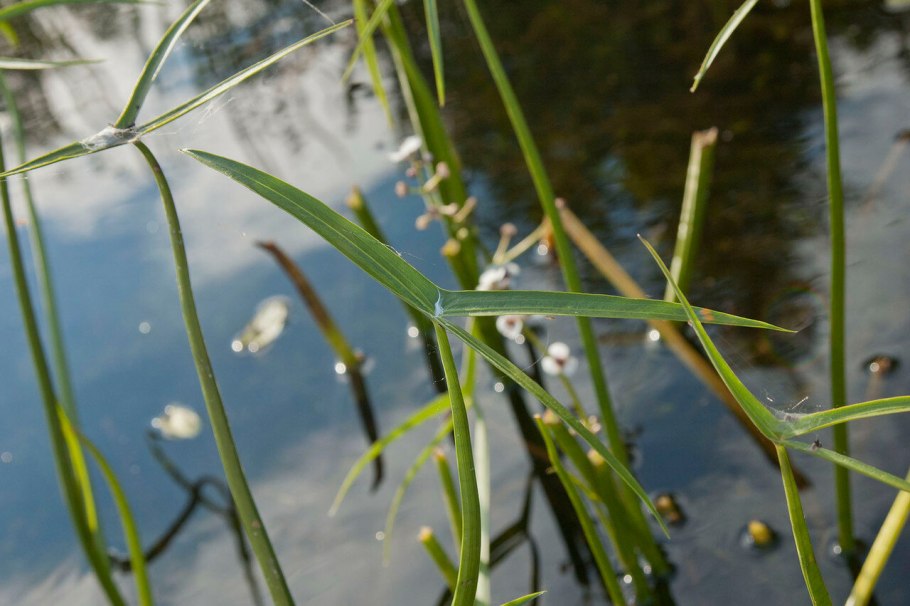 Стрелолист Sagittaria sagittifolia