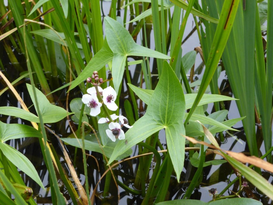 Sagittaria слив