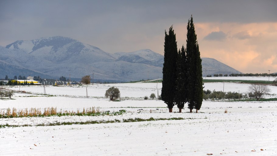 Кипарисы в снегу ночь