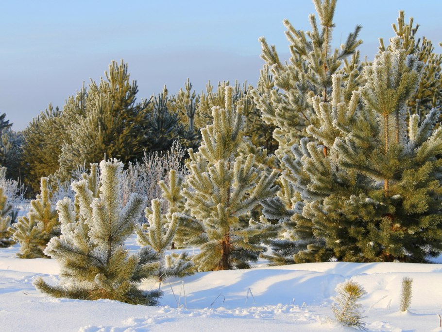 Сосна Демерджи Даниил Коржонов