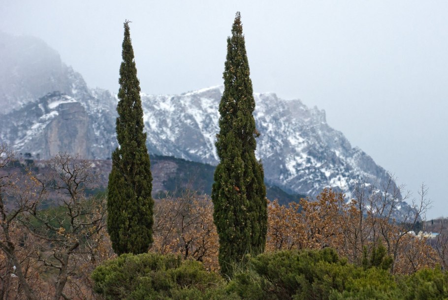 Кипарис Крым зима село